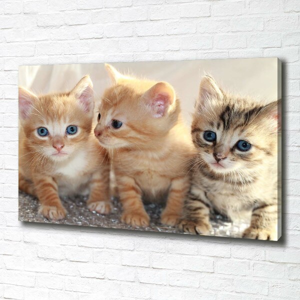Canvas foto Kleine katjes