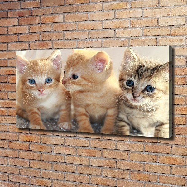 Canvas foto Kleine katjes