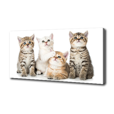 Foto canvas Kleine katjes