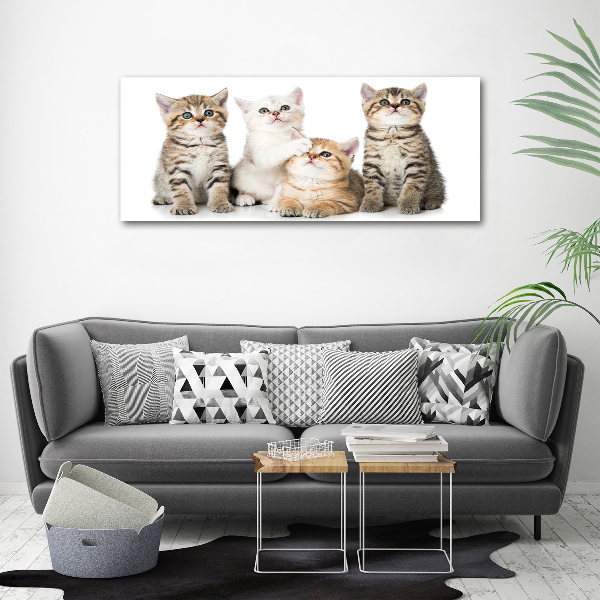 Foto canvas Kleine katjes