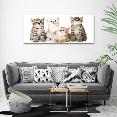 Foto canvas Kleine katjes