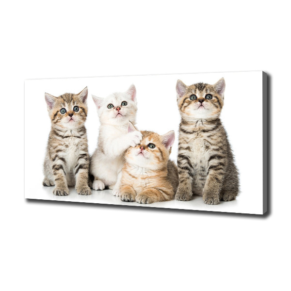 Foto canvas Kleine katjes