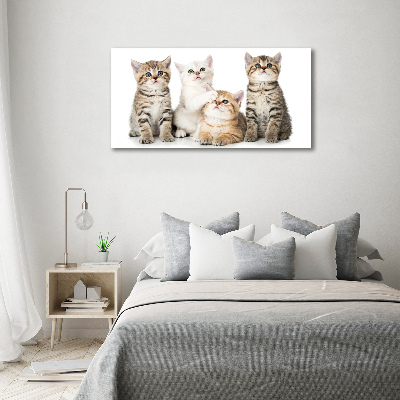 Foto canvas Kleine katjes