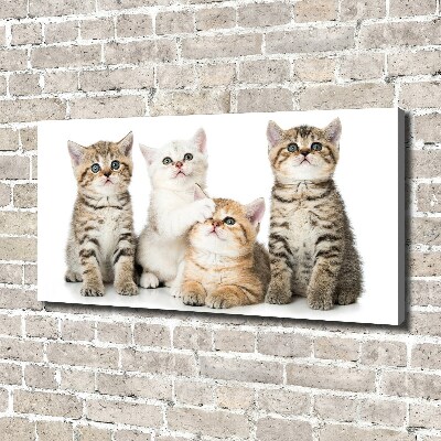 Foto canvas Kleine katjes