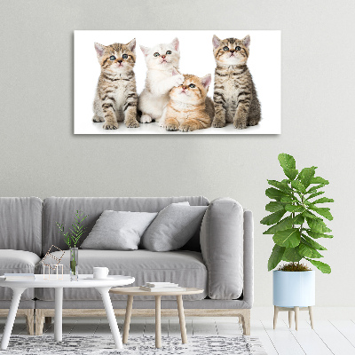 Foto canvas Kleine katjes