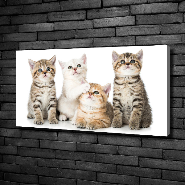 Foto canvas Kleine katjes