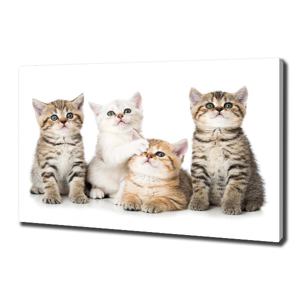 Foto canvas Kleine katjes