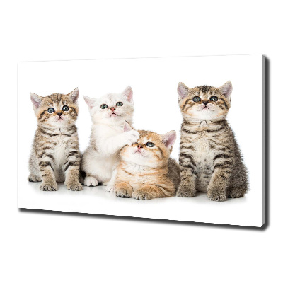 Foto canvas Kleine katjes