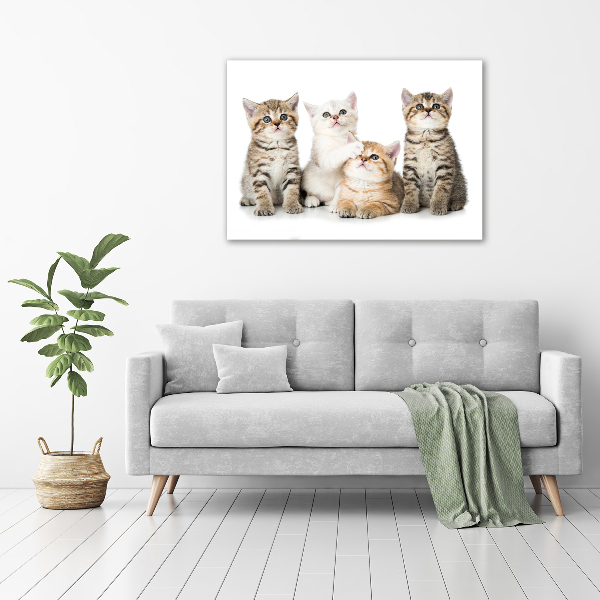 Foto canvas Kleine katjes