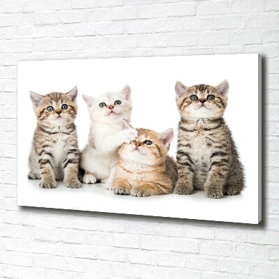 Foto canvas Kleine katjes