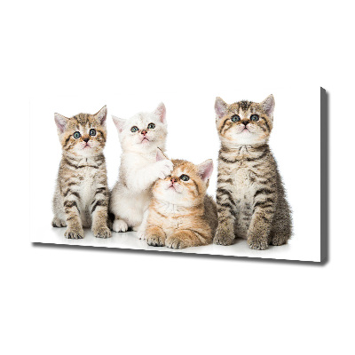 Foto canvas Kleine katjes