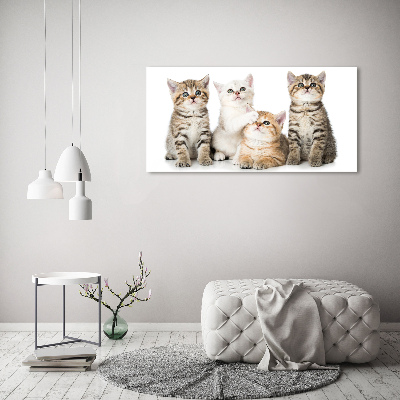 Foto canvas Kleine katjes