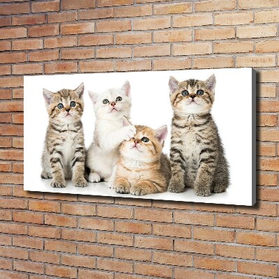 Foto canvas Kleine katjes