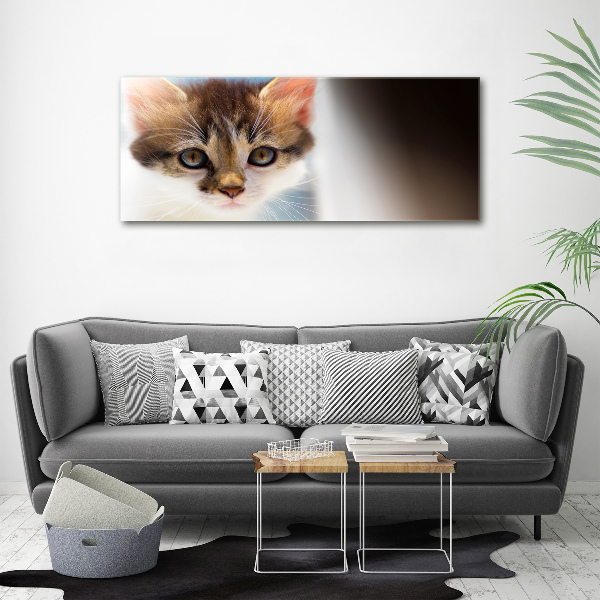 Foto op canvas Kleine kat