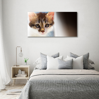 Foto op canvas Kleine kat