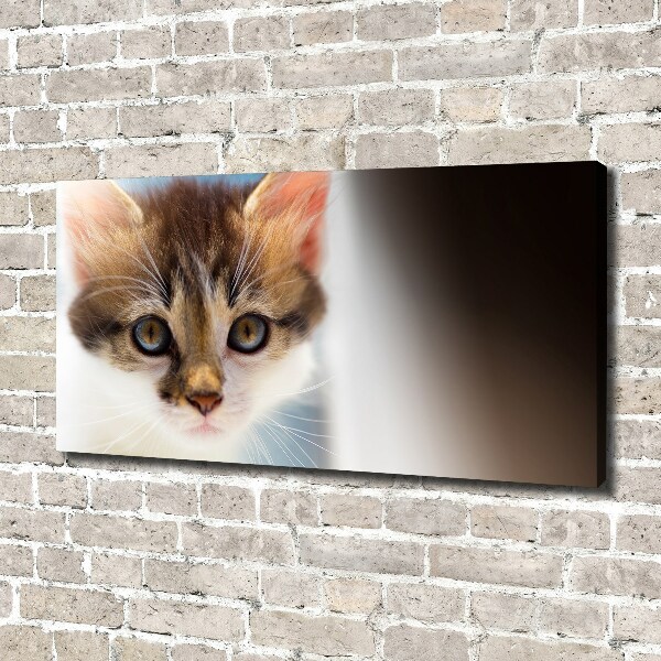 Foto op canvas Kleine kat