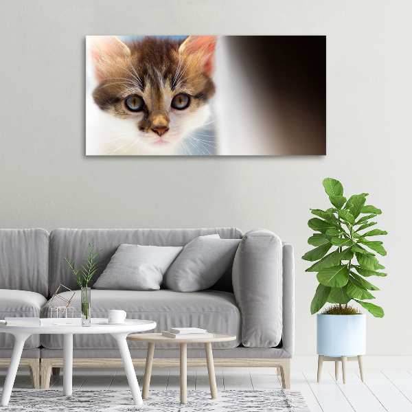 Foto op canvas Kleine kat