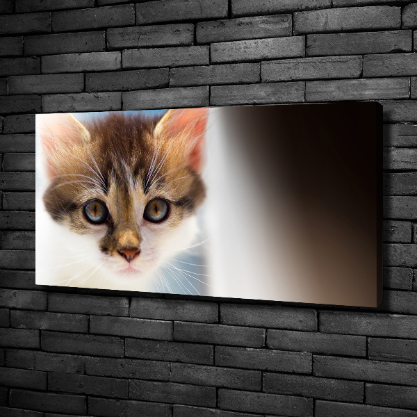 Foto op canvas Kleine kat