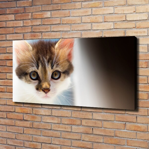 Foto op canvas Kleine kat