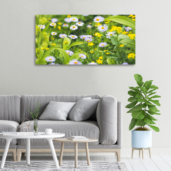 Canvas foto Madeliefjes