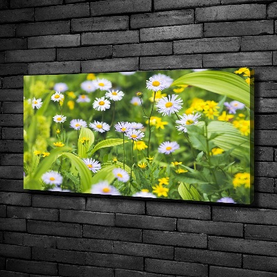 Canvas foto Madeliefjes
