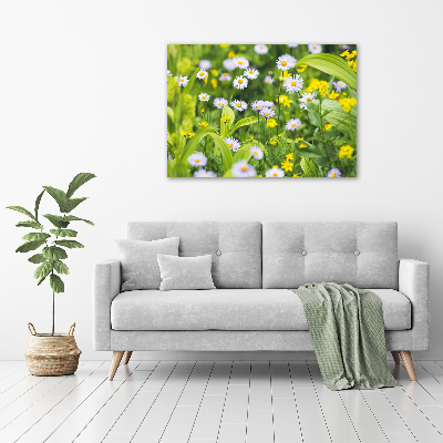 Canvas foto Madeliefjes