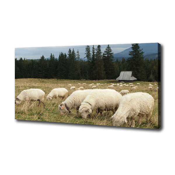 Canvas foto Grazende schapen