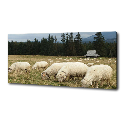 Canvas foto Grazende schapen