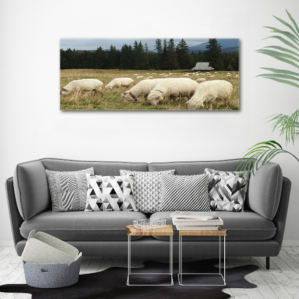 Canvas foto Grazende schapen