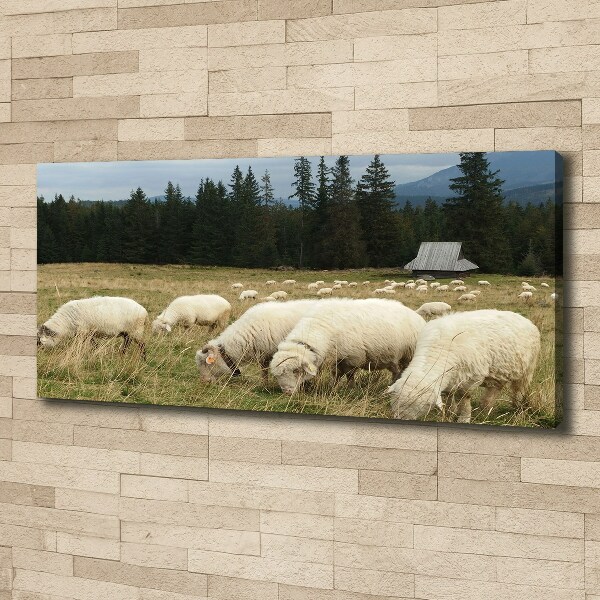Canvas foto Grazende schapen