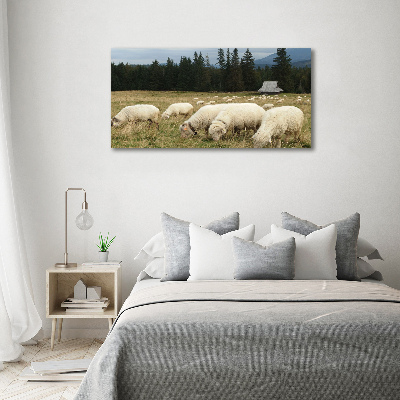 Canvas foto Grazende schapen