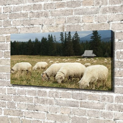 Canvas foto Grazende schapen