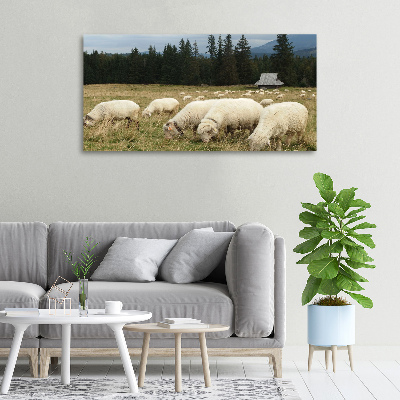 Canvas foto Grazende schapen
