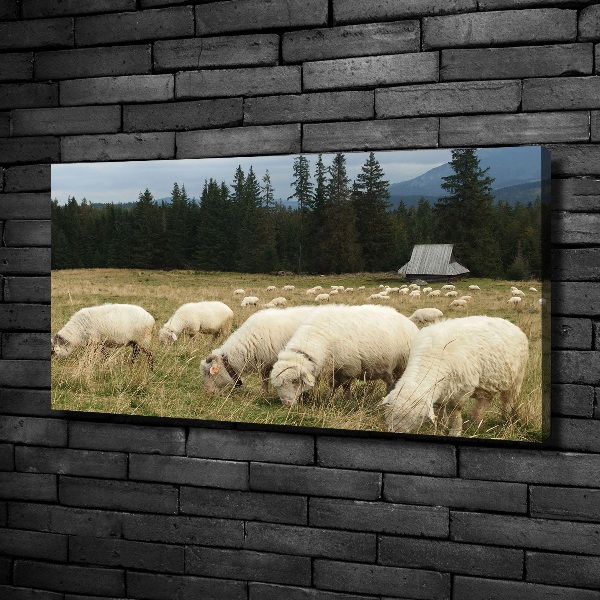 Canvas foto Grazende schapen