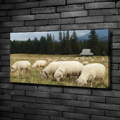 Canvas foto Grazende schapen
