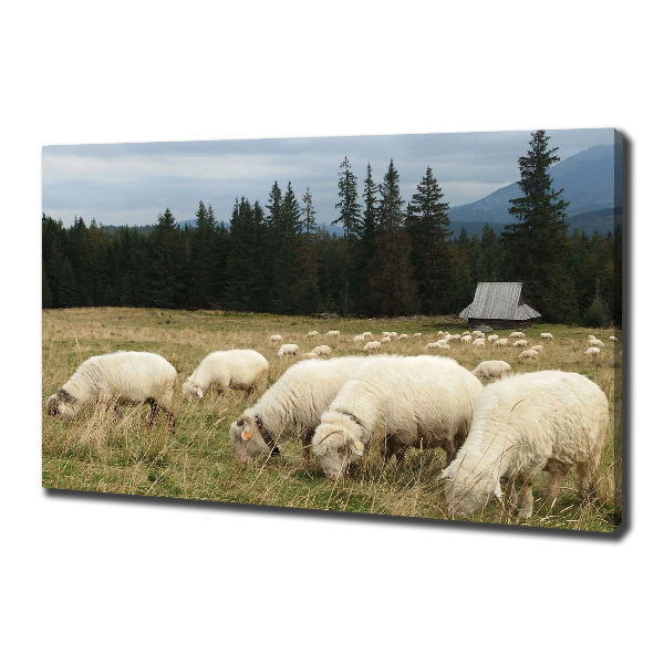 Canvas foto Grazende schapen