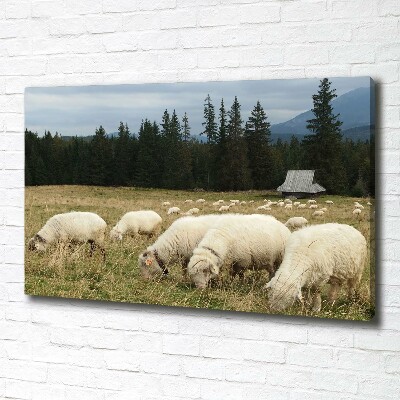 Canvas foto Grazende schapen