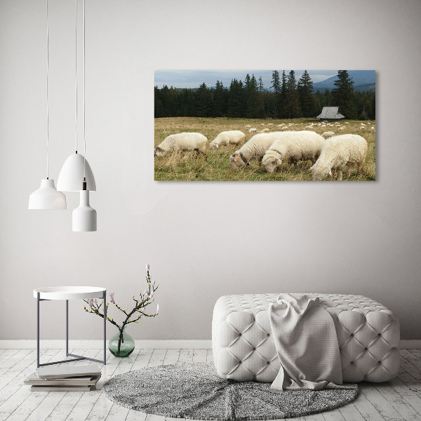 Canvas foto Grazende schapen
