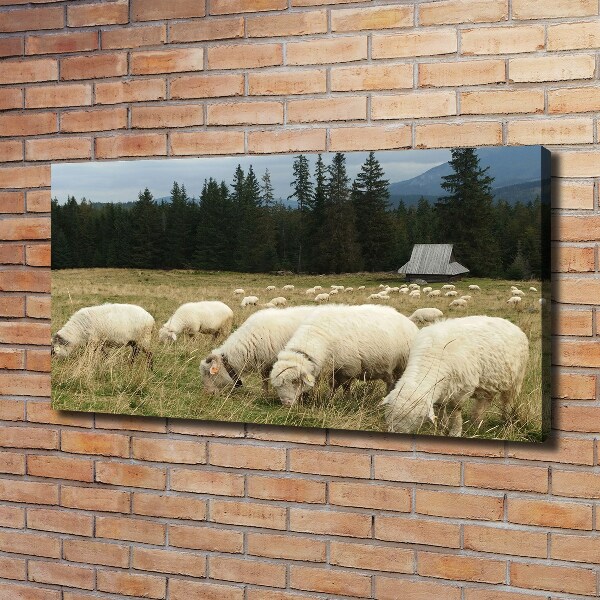Canvas foto Grazende schapen