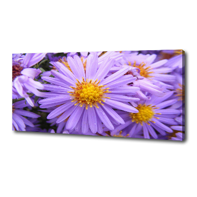 Foto op canvas Asters