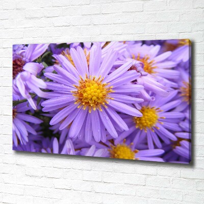 Foto op canvas Asters