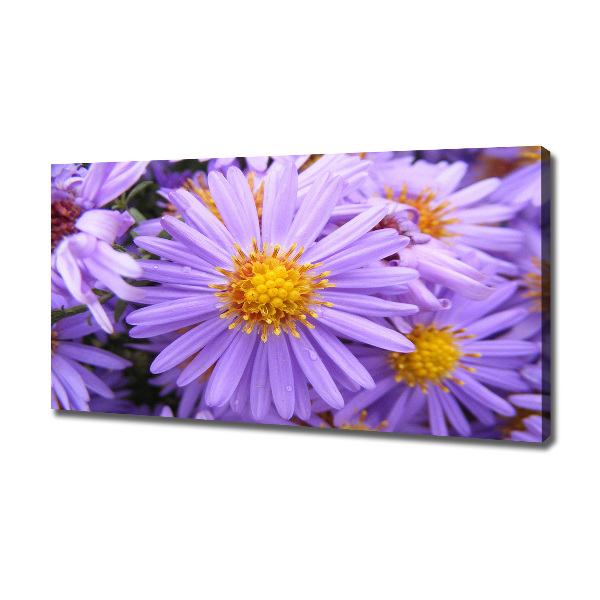 Foto op canvas Asters