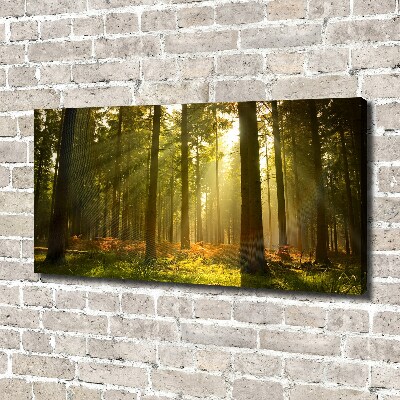 Foto canvas Bos in de zon