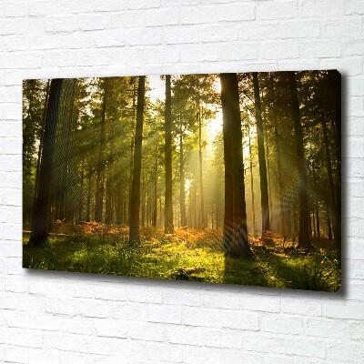 Foto canvas Bos in de zon