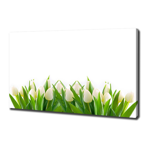 Foto canvas Witte tulpen