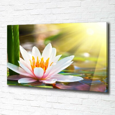 Canvas schilderij Waterlelie