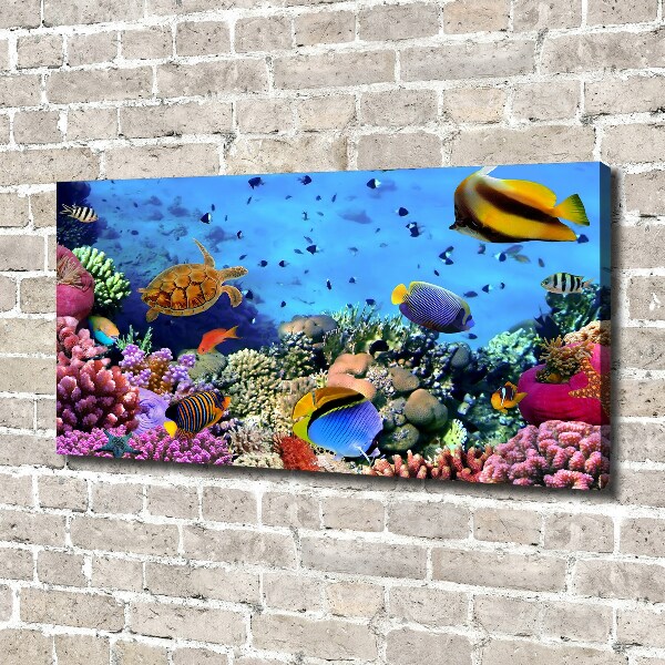 Foto canvas Koraalrif