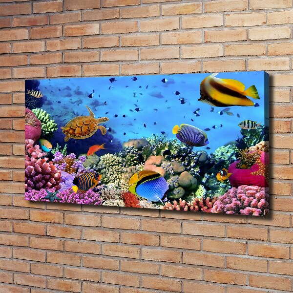 Foto canvas Koraalrif