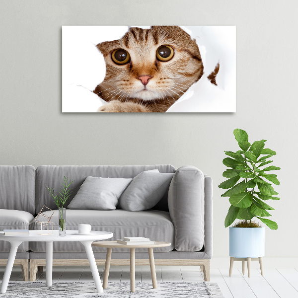 Foto op canvas Kat