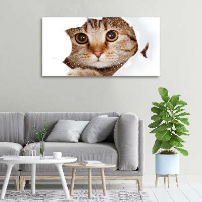Foto op canvas Kat
